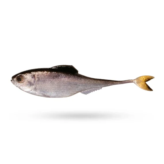 sportfishtackle202606040142272584306