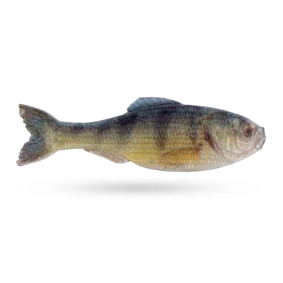 sportfishtackle202606040340062610594